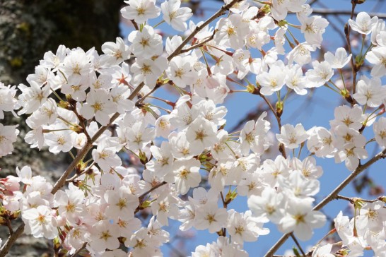 丸山公園　桜の開花